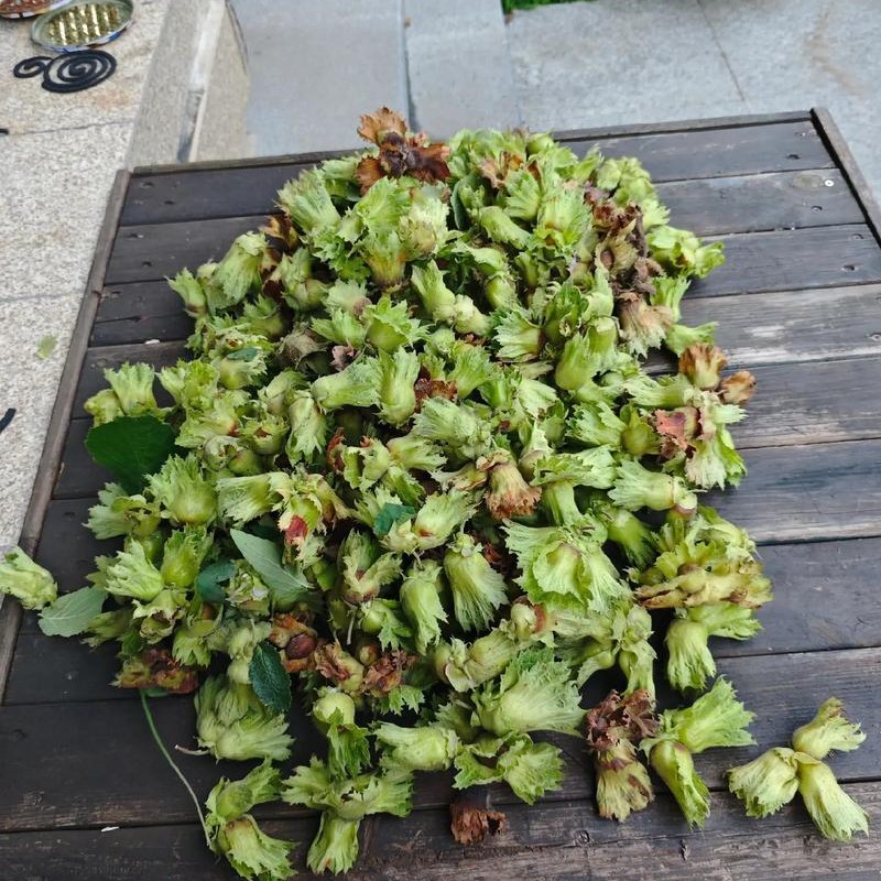 东北特产新鲜带绿皮水仁大榛子顺丰包邮