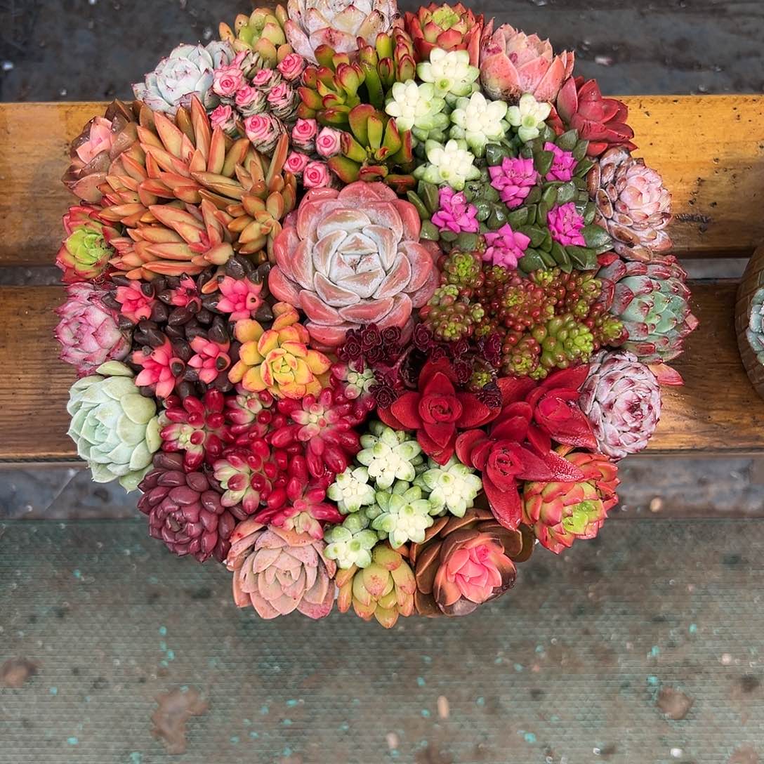 花好月圆多肉组合