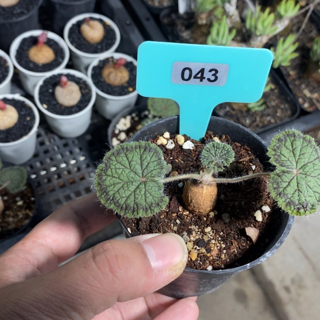 圆叶杨奎多肉植物