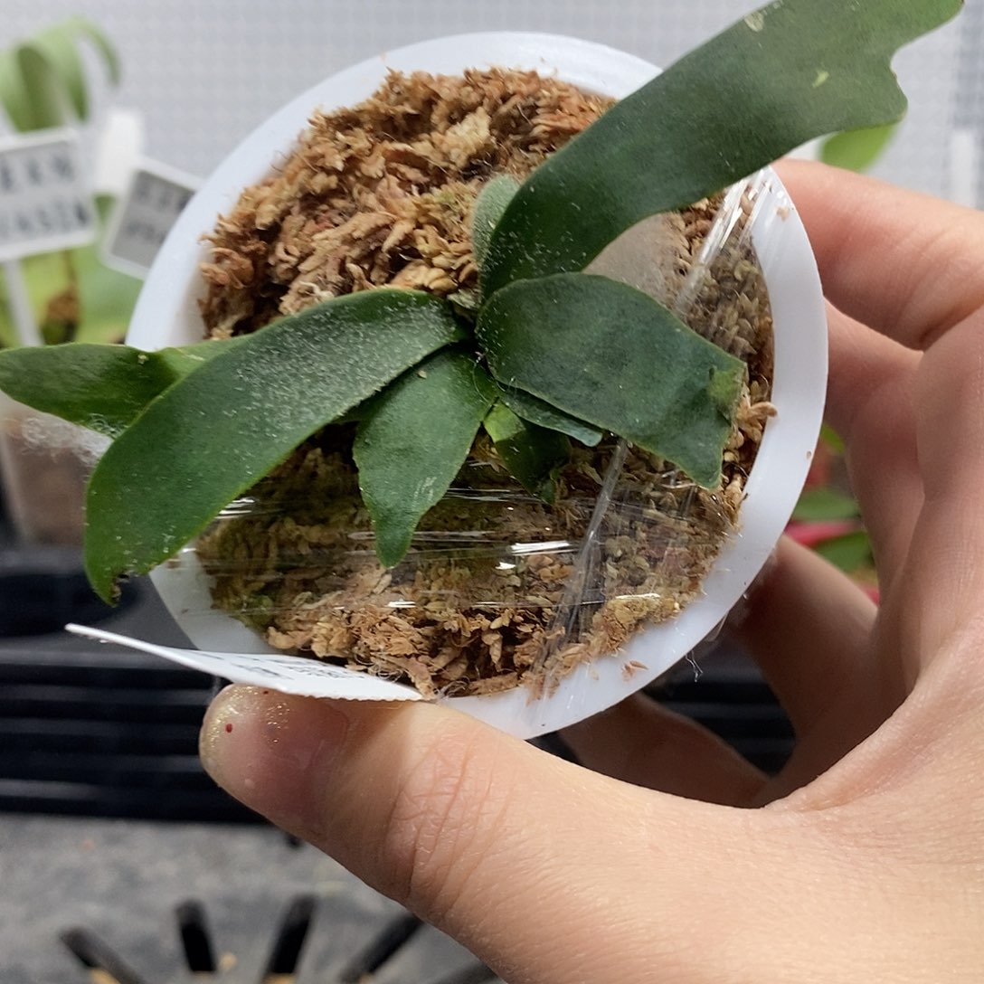 无花朵细菌鹿角蕨