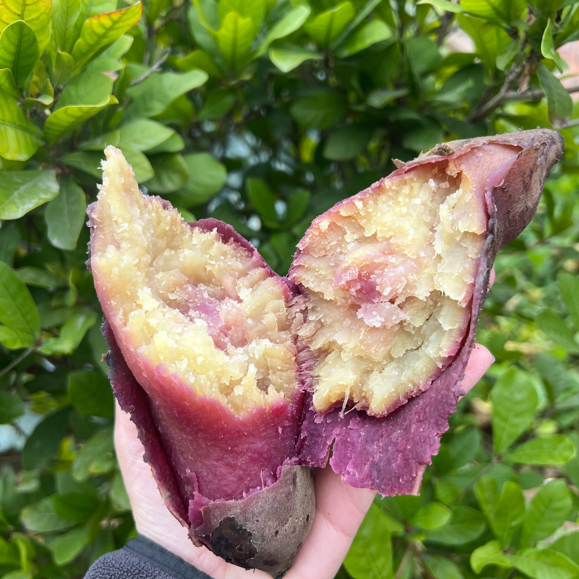 南沙一点红番薯粉糯香甜红薯地瓜冰淇淋口感紫心随机现挖