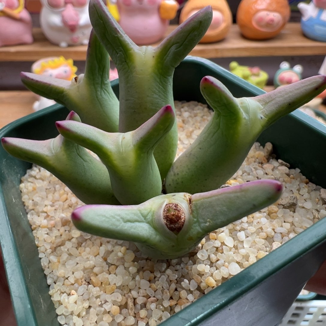 248优选0136皮卡丘六头细长耳