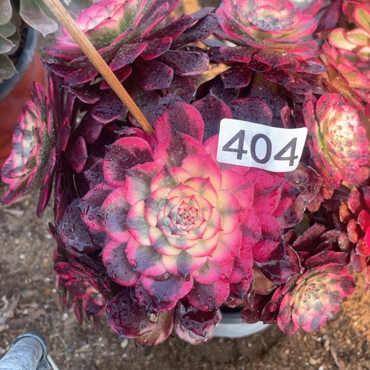 404:多肉植物烟花有断枝