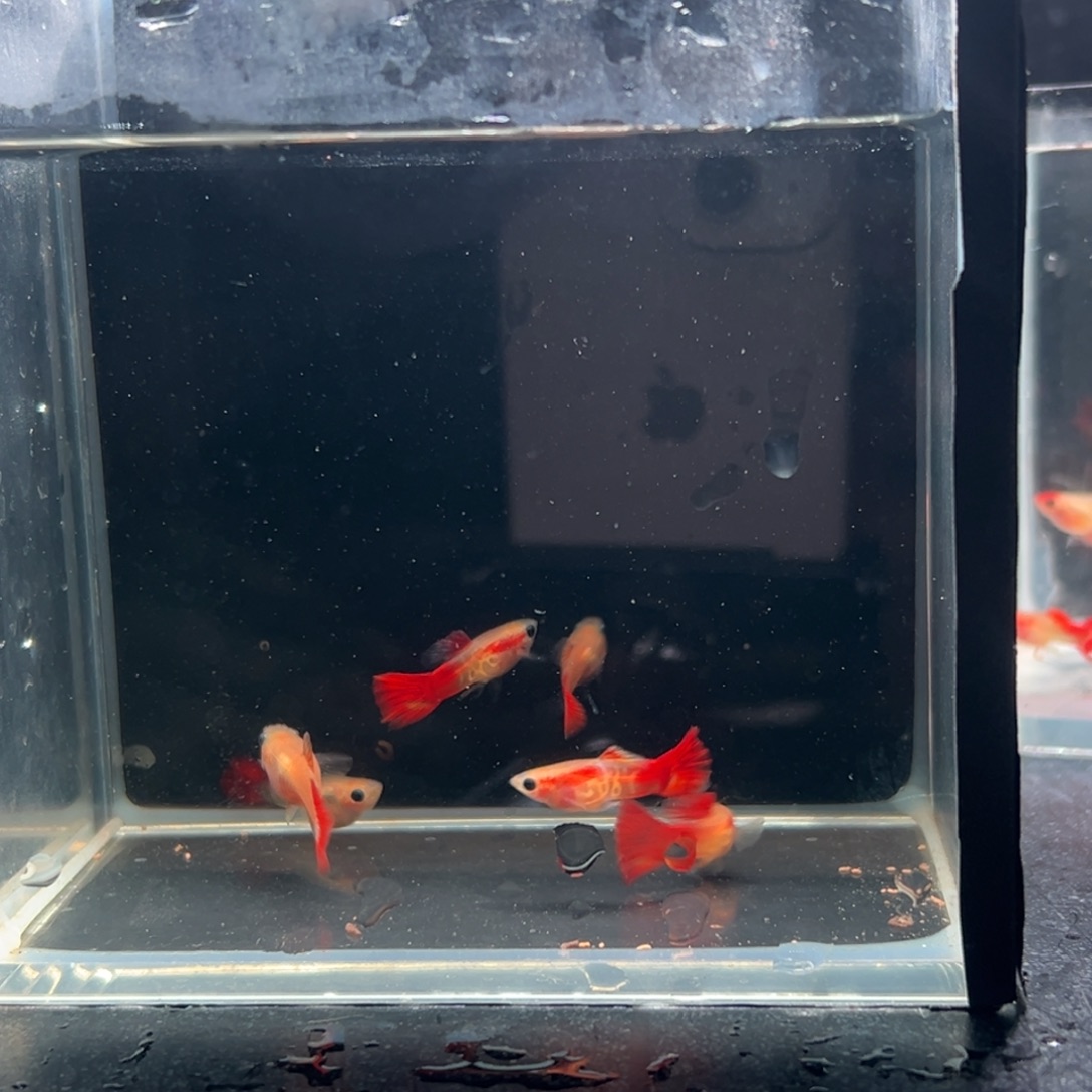 孔雀鱼琉璃红尾3对