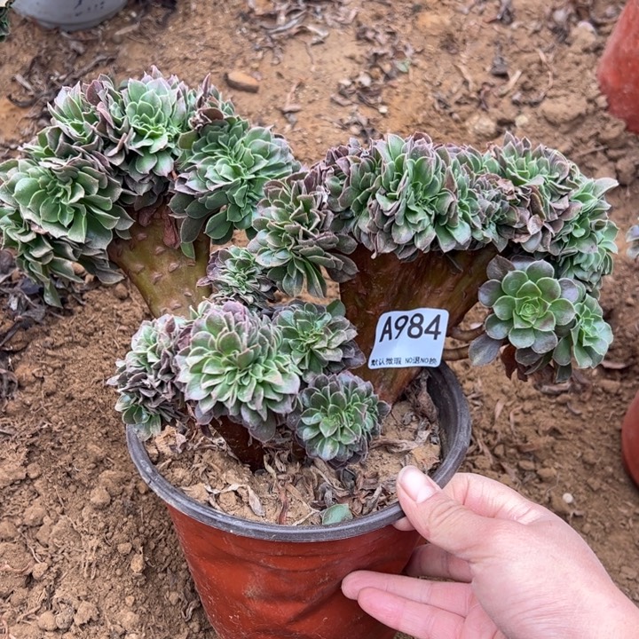 玫瑰缀多肉植物984.