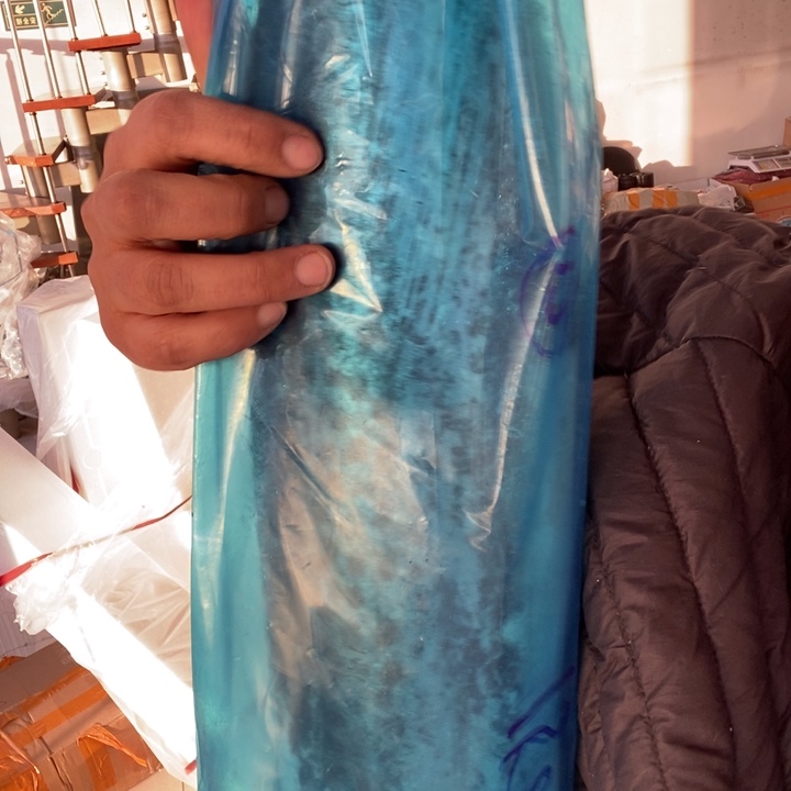 中国大陆渤海湾野生燕鲅鱼13号