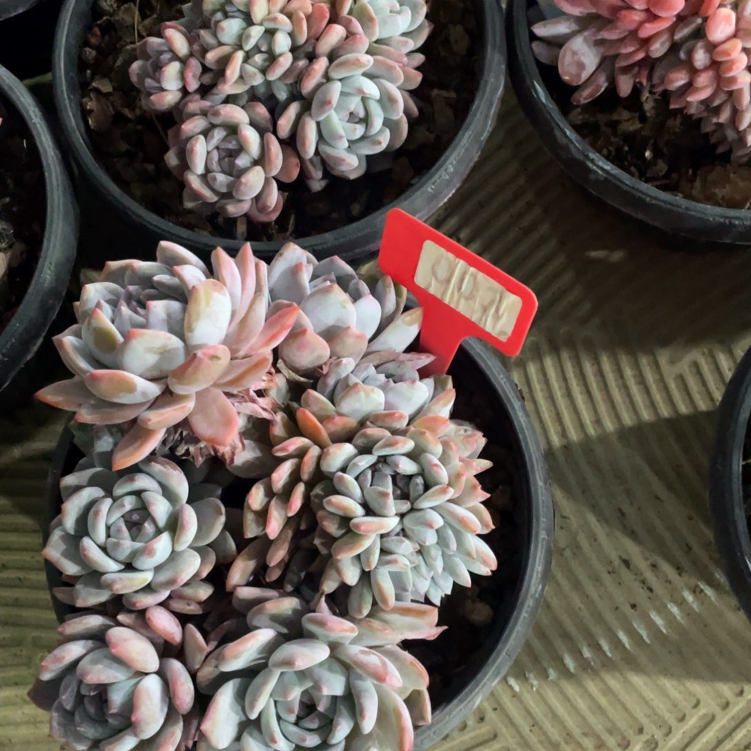 星影缀化多头群生003