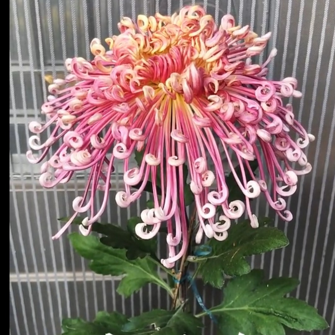 【夜明珠】多年生菊花苗室内外阳台盆栽花卉绿植