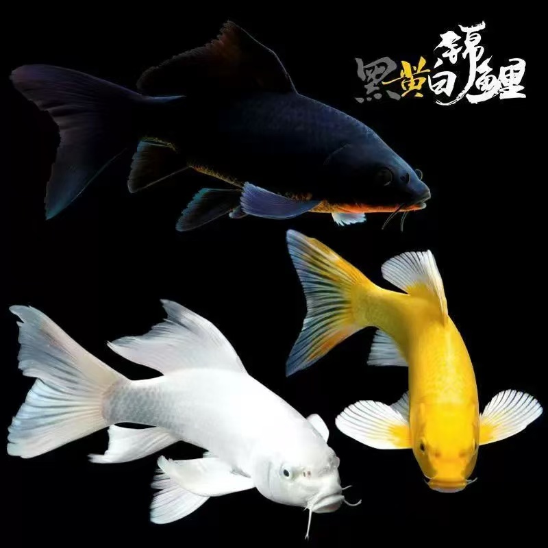 【冷水精品锦鲤】7条9-13厘米黄金黑金白金锦鲤淡水鱼好养耐活包邮