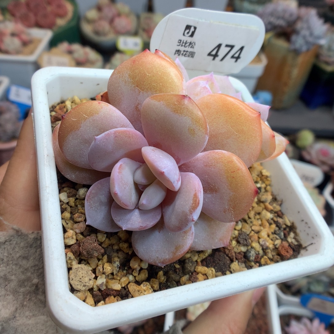 474双头奶茶多肉植物