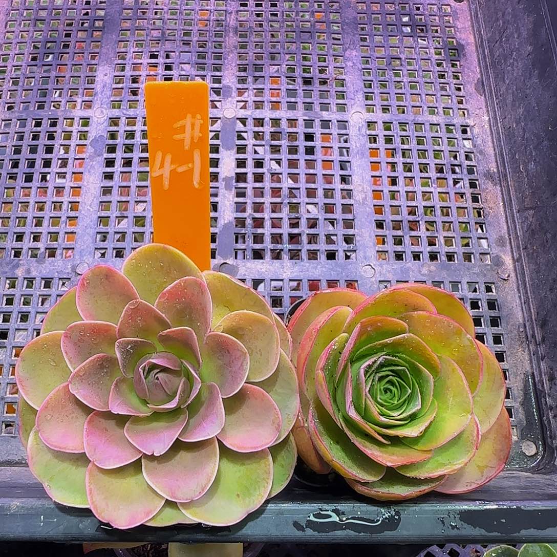 2棵非偏远包邮玻璃心事妈勿拍