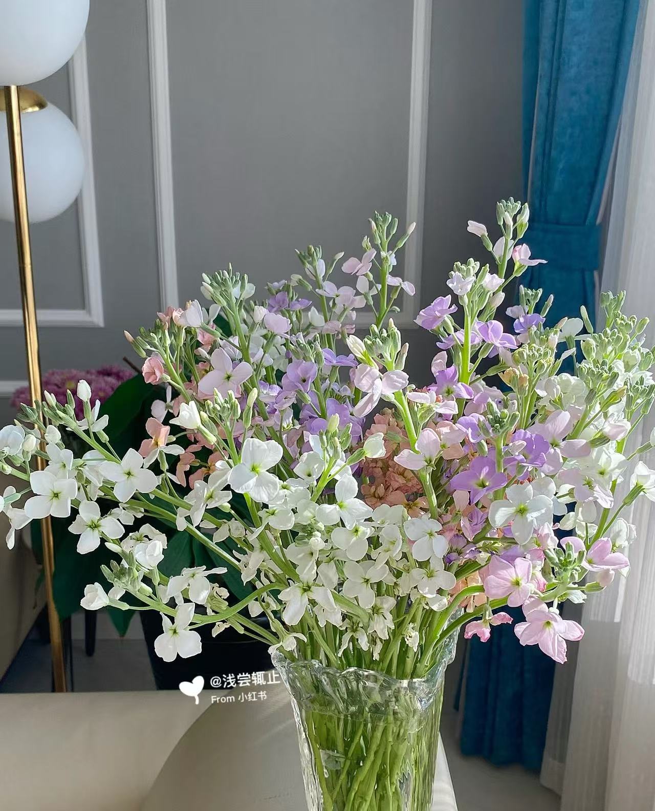 氧花季  单瓣紫罗兰带香味 一单包邮 两单升级快递