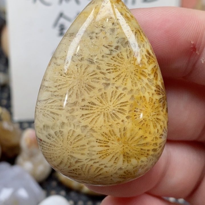 颈饰未镶嵌硅化珊瑚（珊瑚玉）