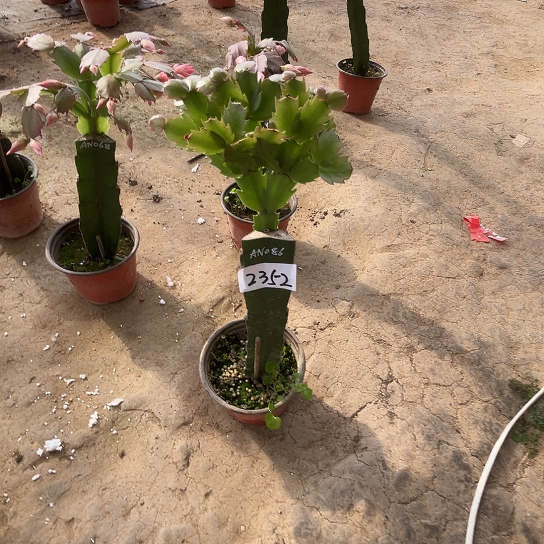 海***师完全开放2352AN086