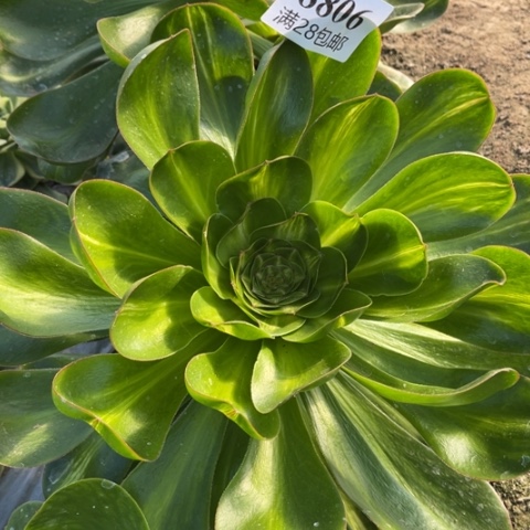 燕姿多肉多肉8806