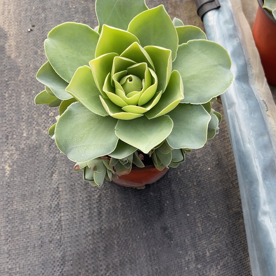 一物一拍带盆发货，不包断侧芽