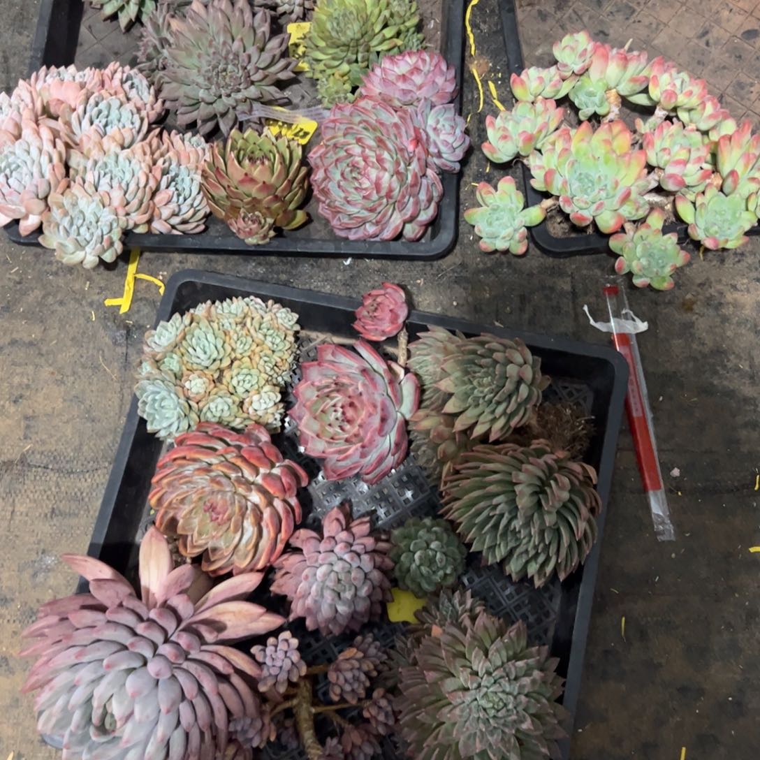 种***森多肉植物多肉植物