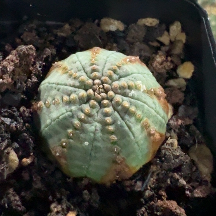 布纹球自根仙人球 