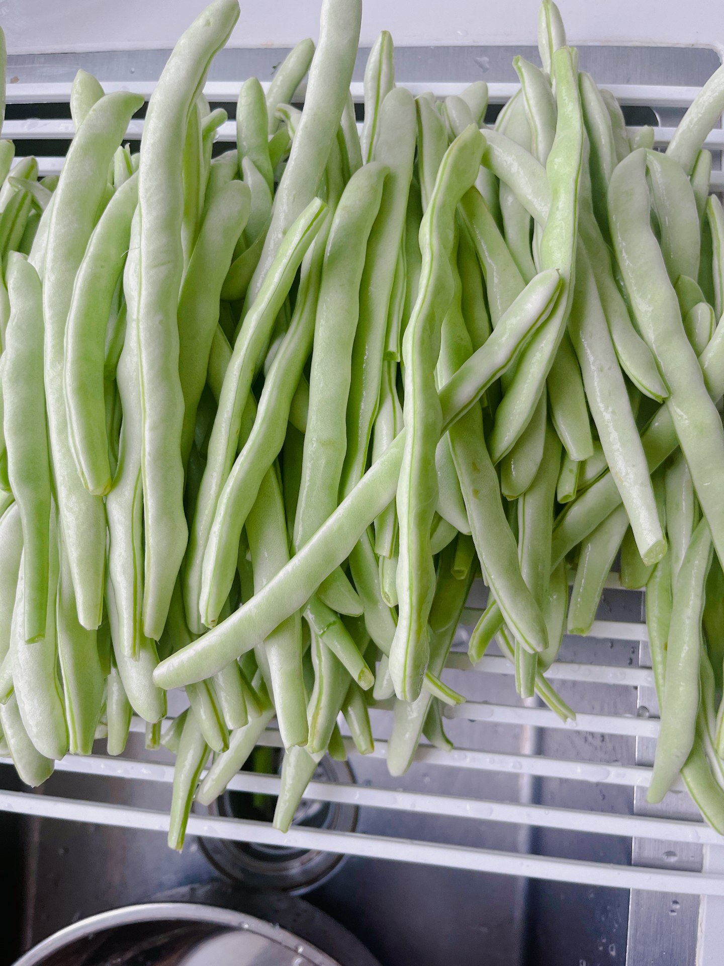 豆角沙窝萝卜阿达家菜地