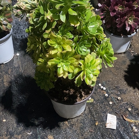 217霓裳多肉法师锦