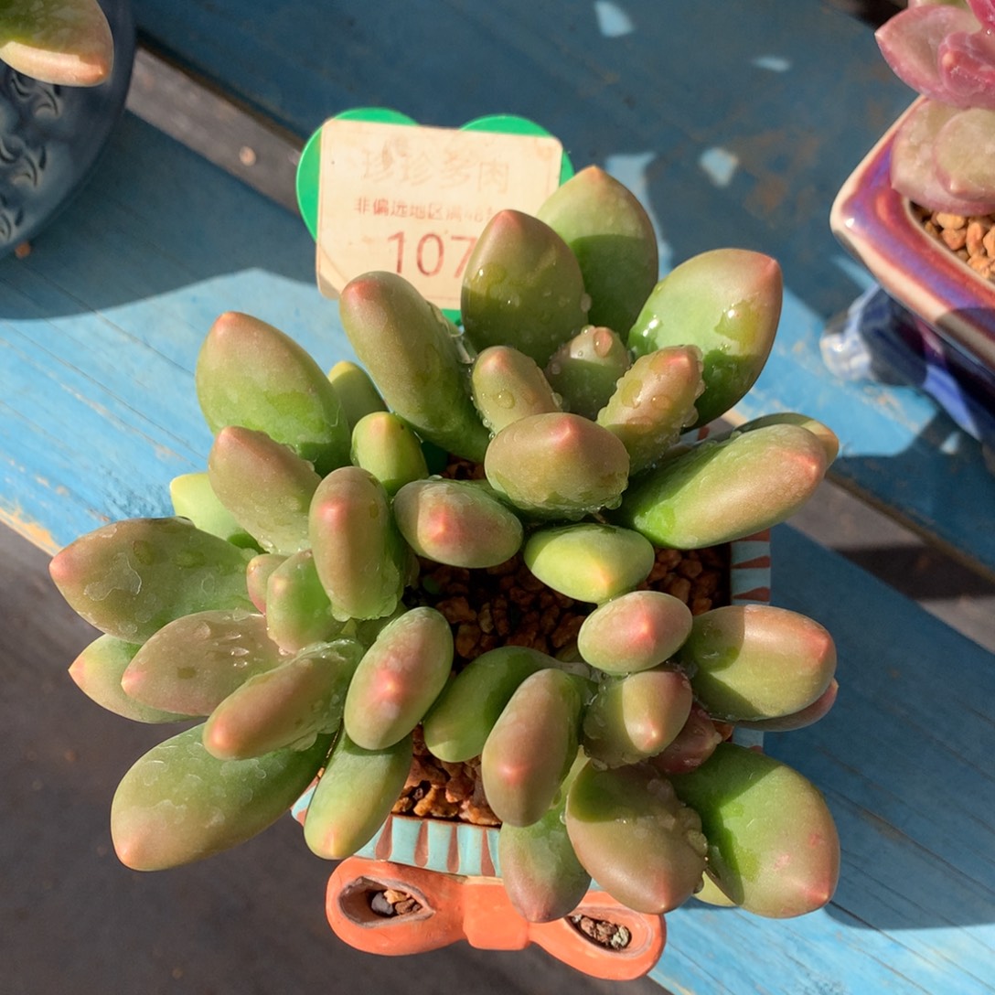芒果奶无砍平头107