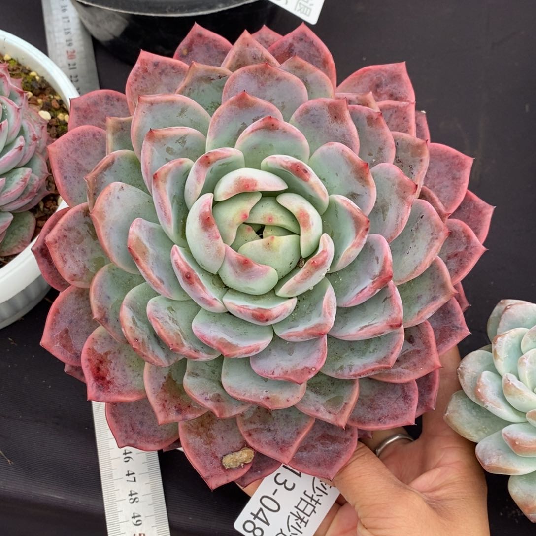 两单包邮1213-48不知名