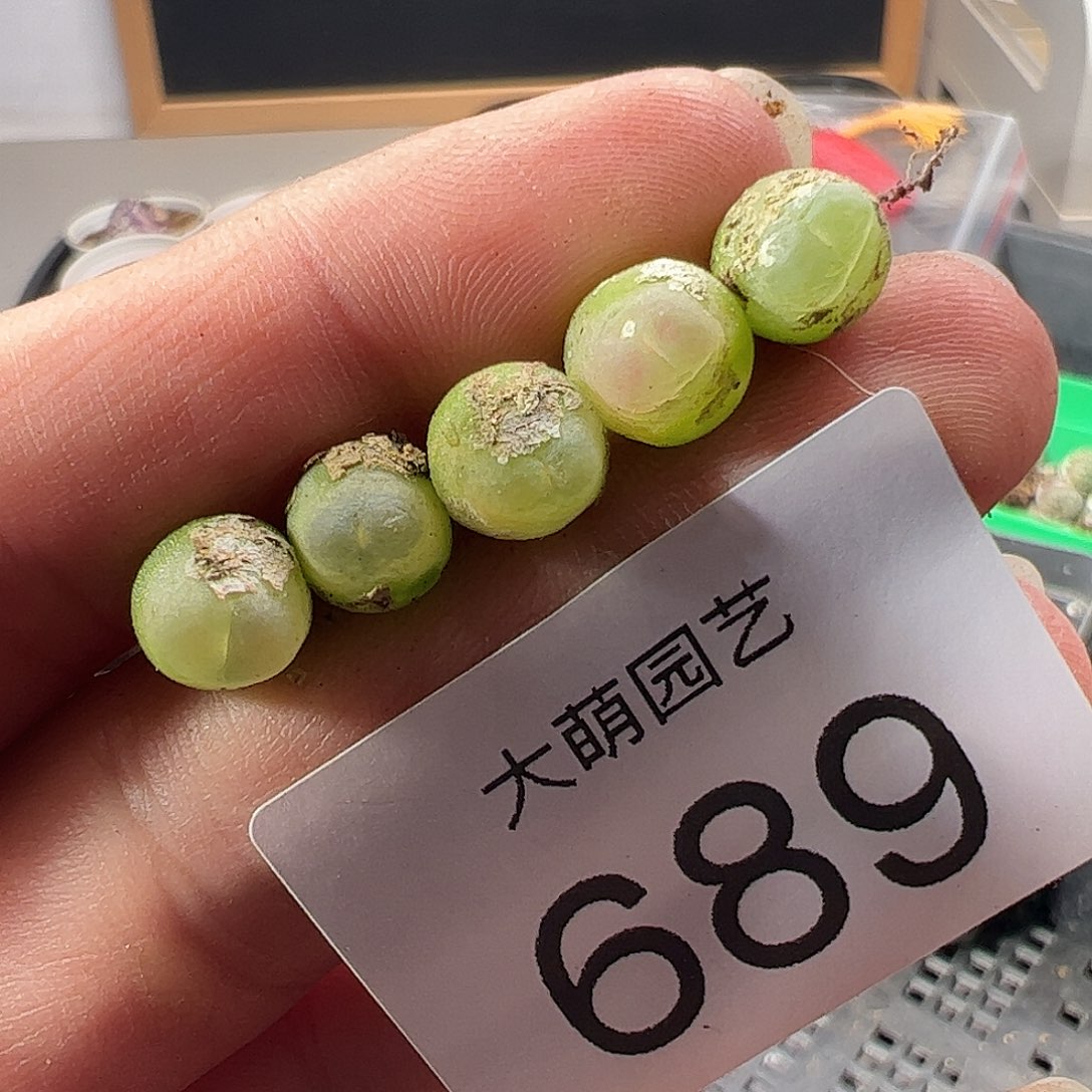 一物一拍。     689