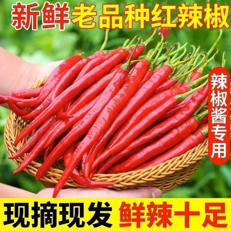 新鲜红罗线椒做辣椒酱3斤5斤装产地农产品鲜嫩农家