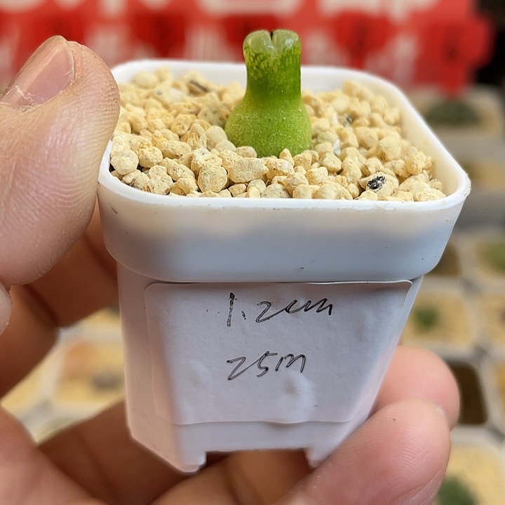 佳人园艺多肉生石花葫芦25