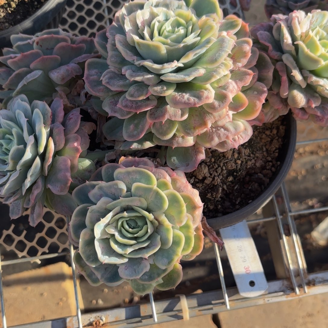 鼹***铲哈哈宝贝好吧宝贝姐姐斤斤计较你家