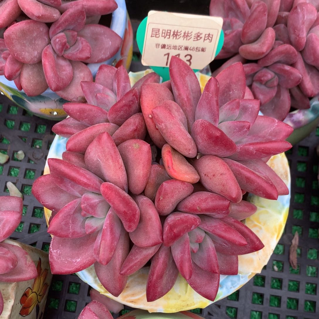 赫菲斯托群生母本113