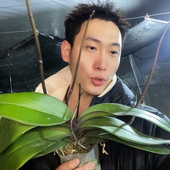 无花朵安娜蝴蝶兰