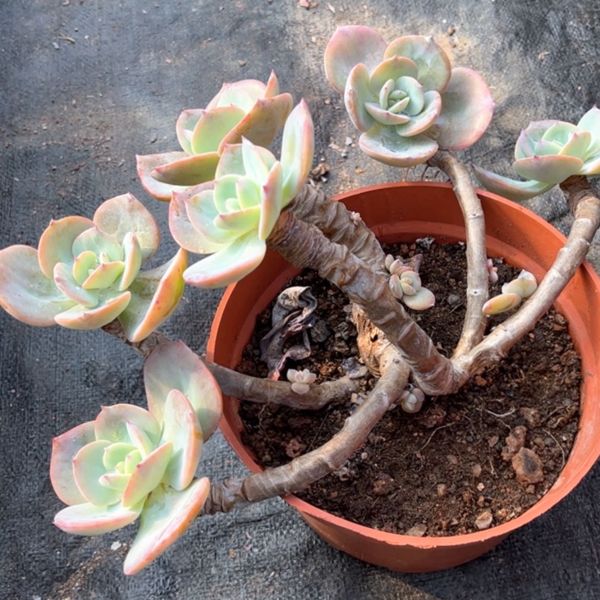 【闪购商品】无花朵妮*