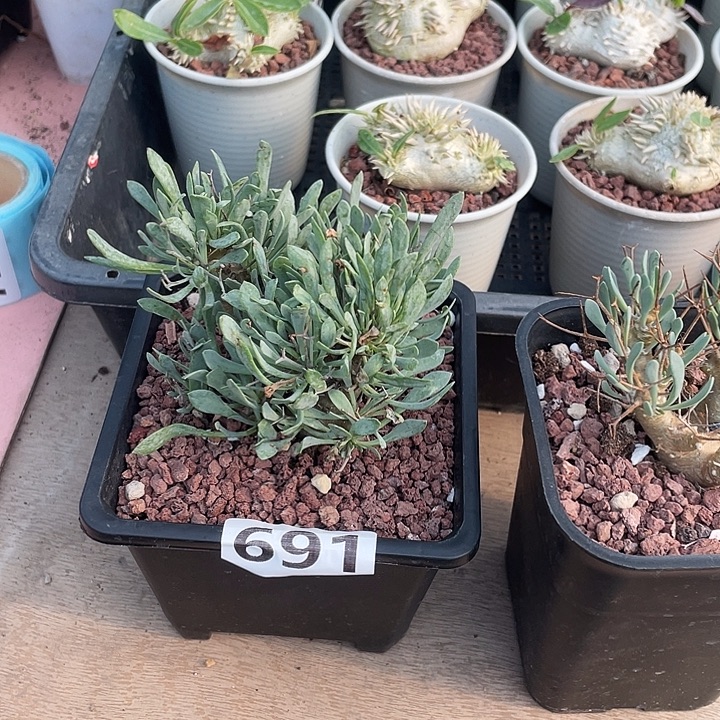 691大黑鬼殿厚墩菊