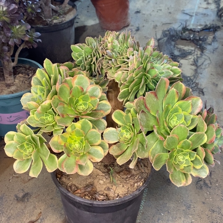 奶白缀多肉植物7。 