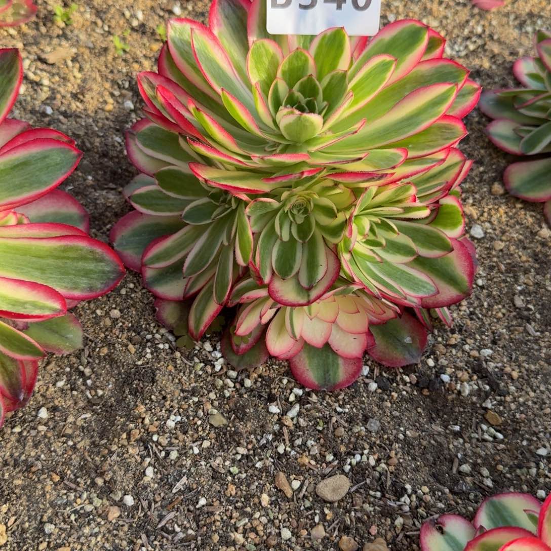 340荔枝。多肉植物