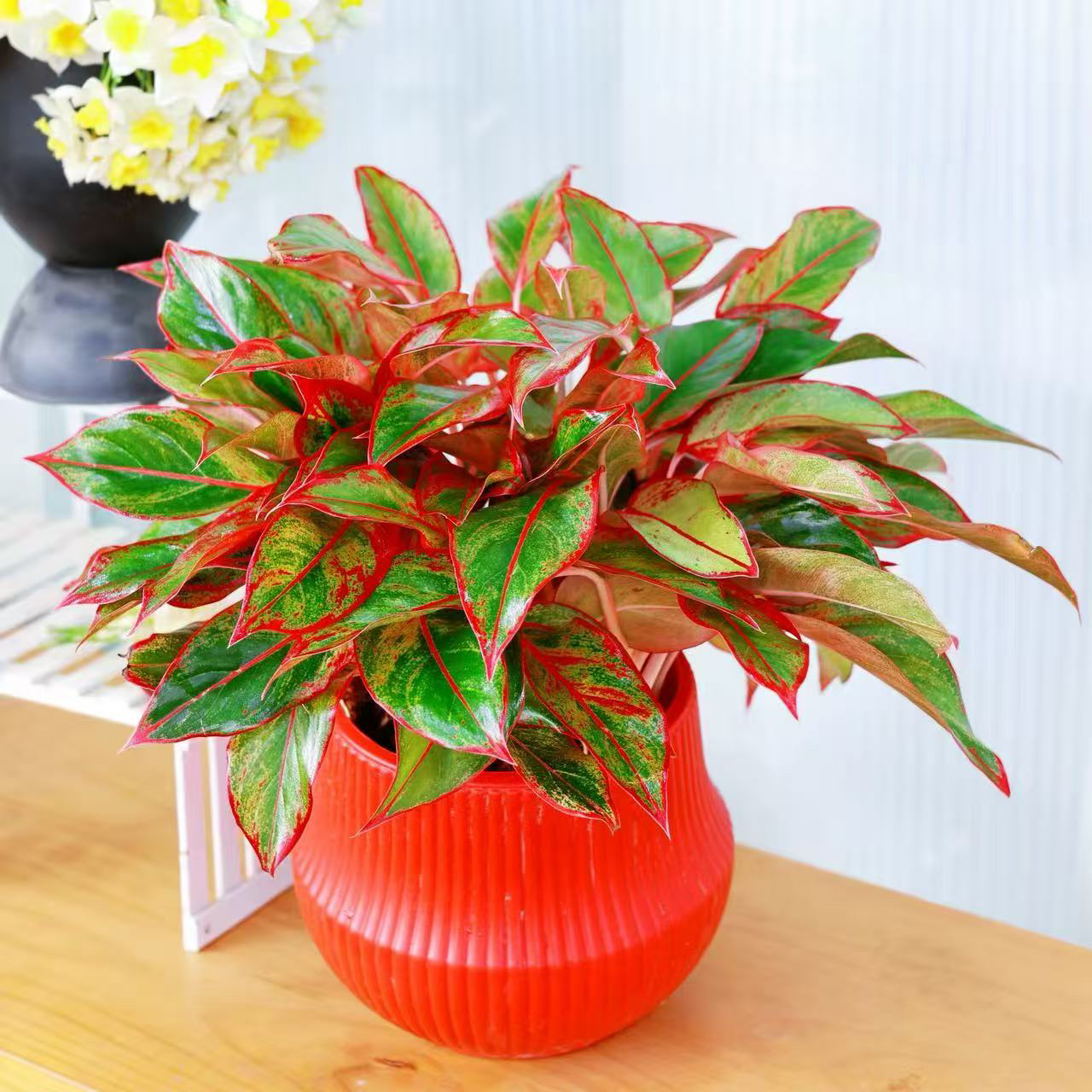 万年红水培如意皇后吉利红室内绿植净化空气花卉盆栽