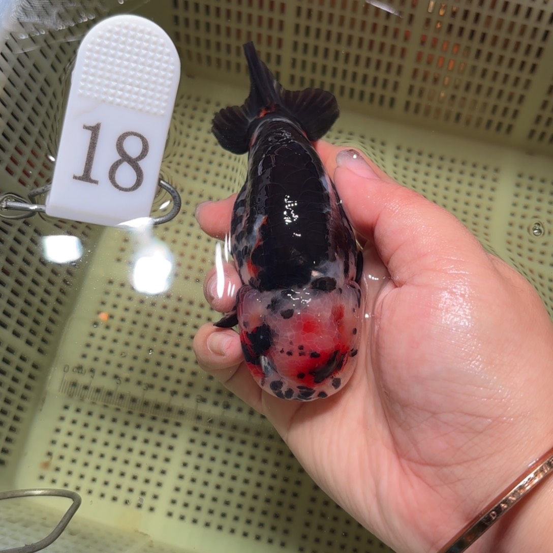 金鱼运费到付，或者拍包装包邮