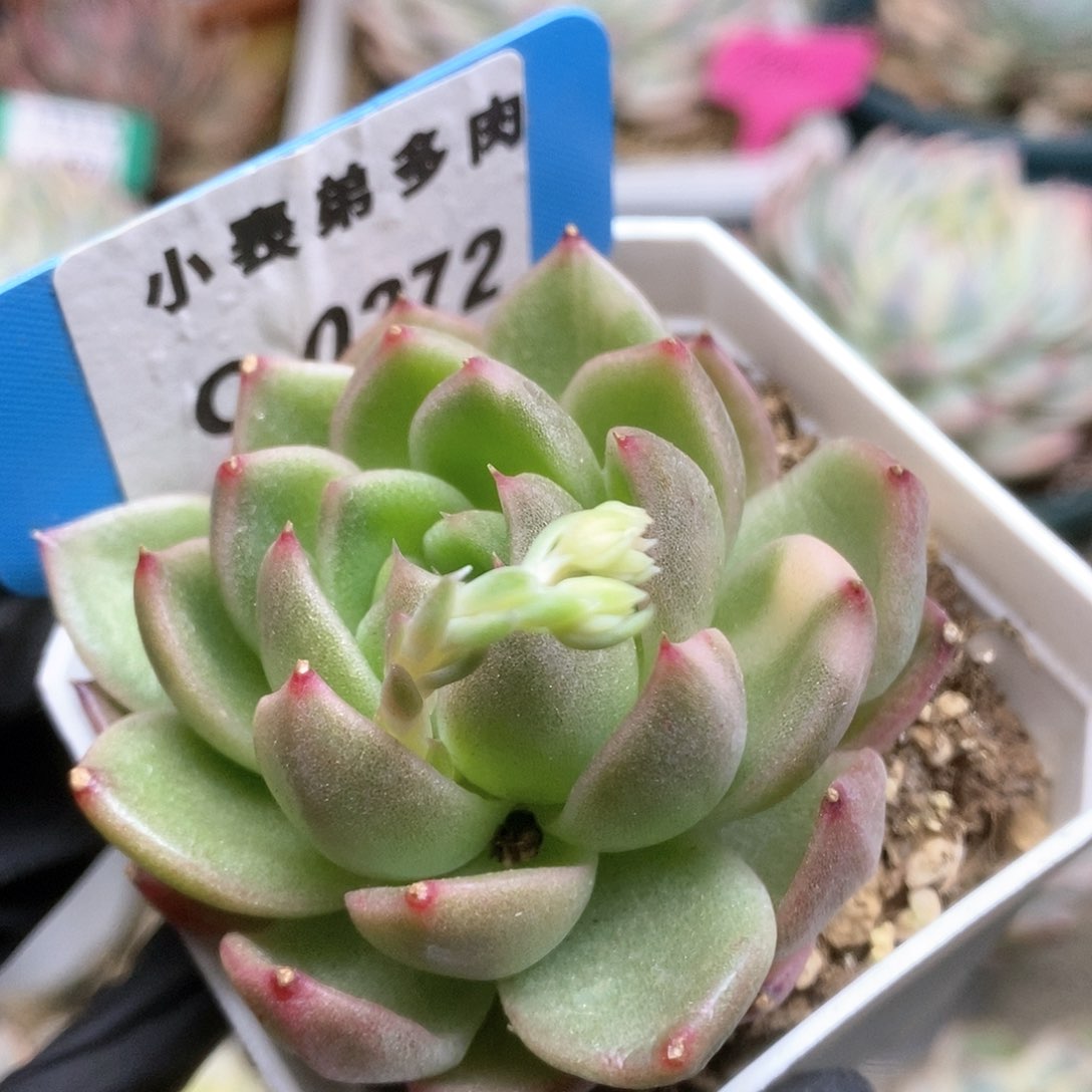 272锦锦锦锦锦锦锦