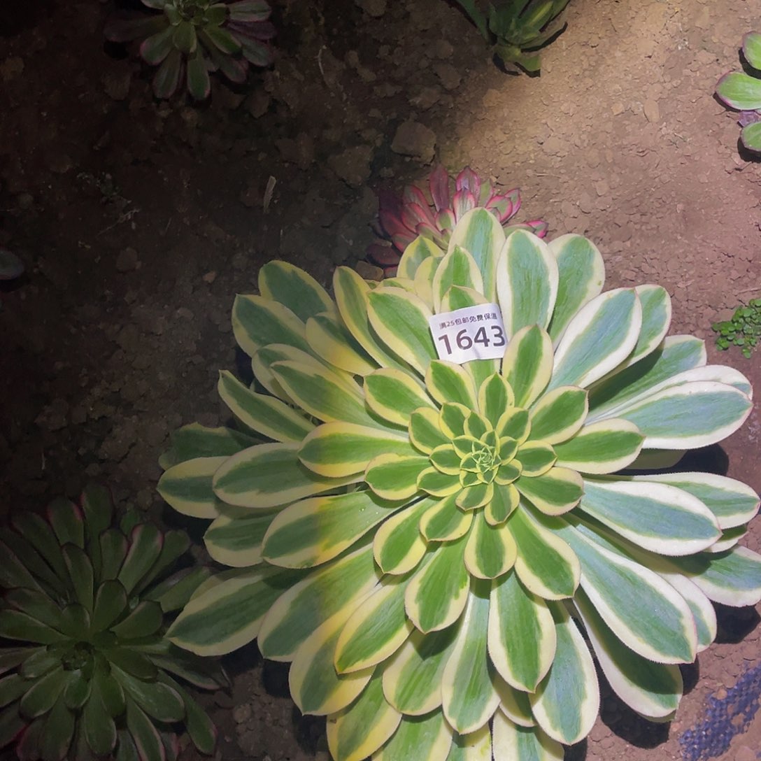 1643保时捷多肉植物