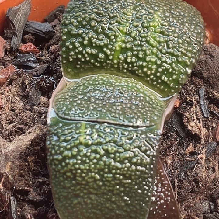 一物一拍竞拍福利拍