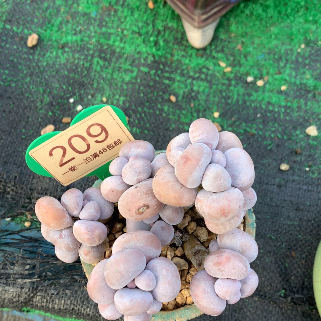 摘***河烟美人老桩无砍209