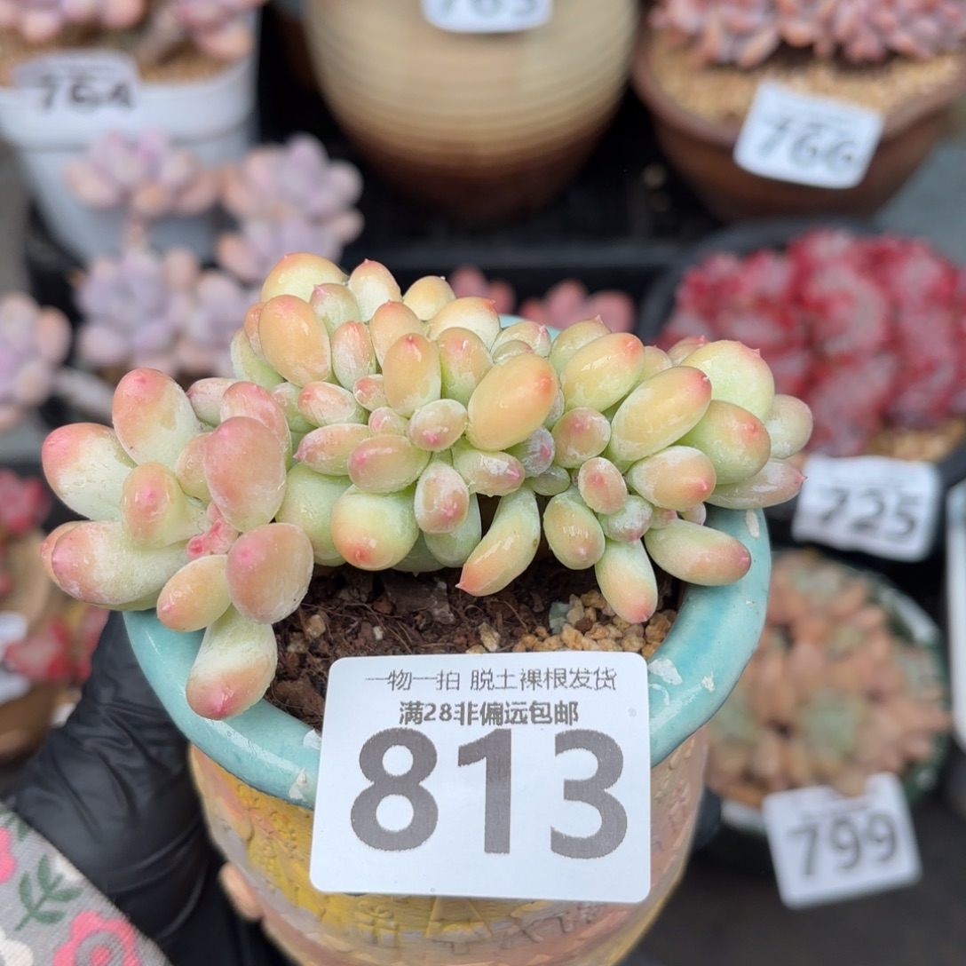 三日月美人缀无盆土发货