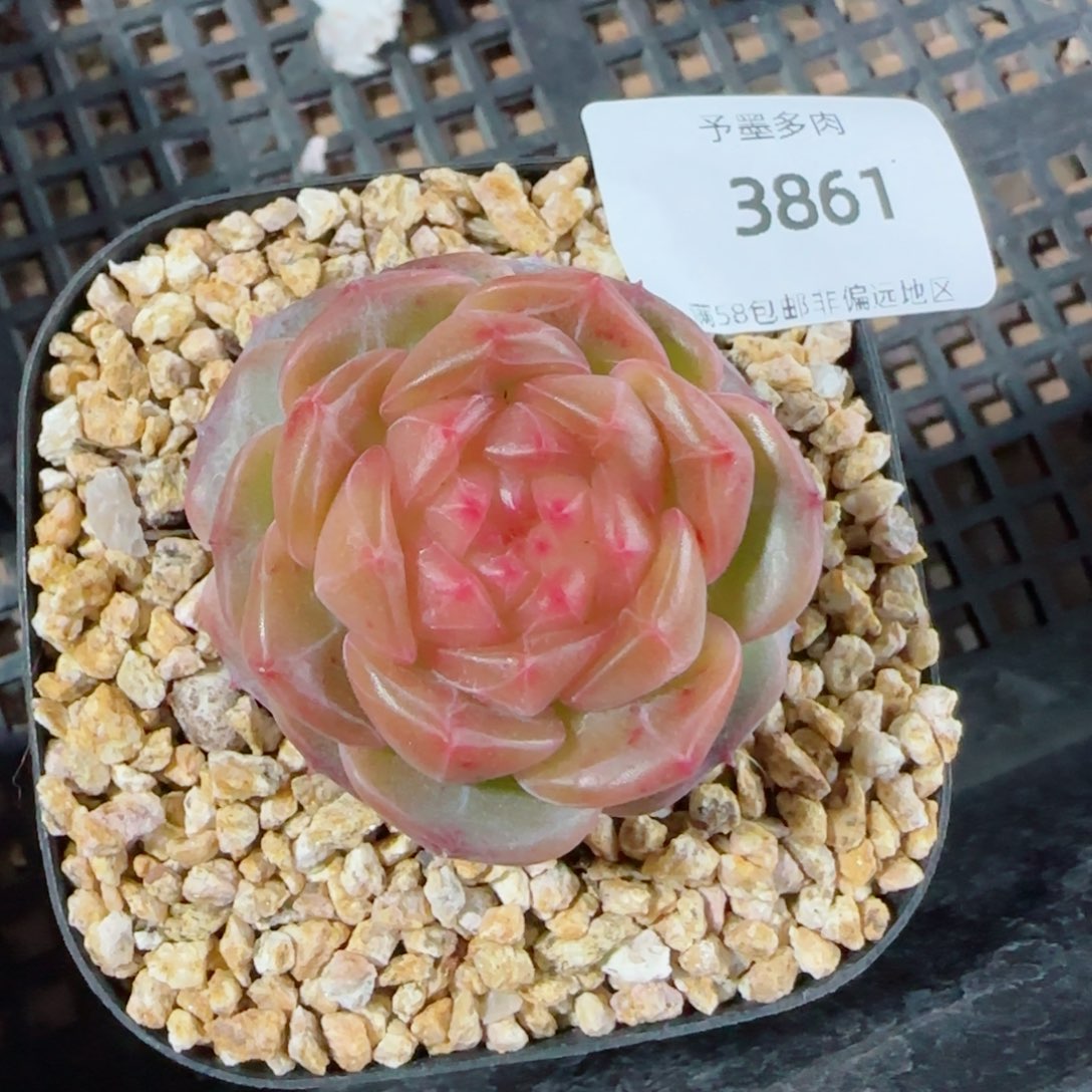 星空幻影，3861多肉植物