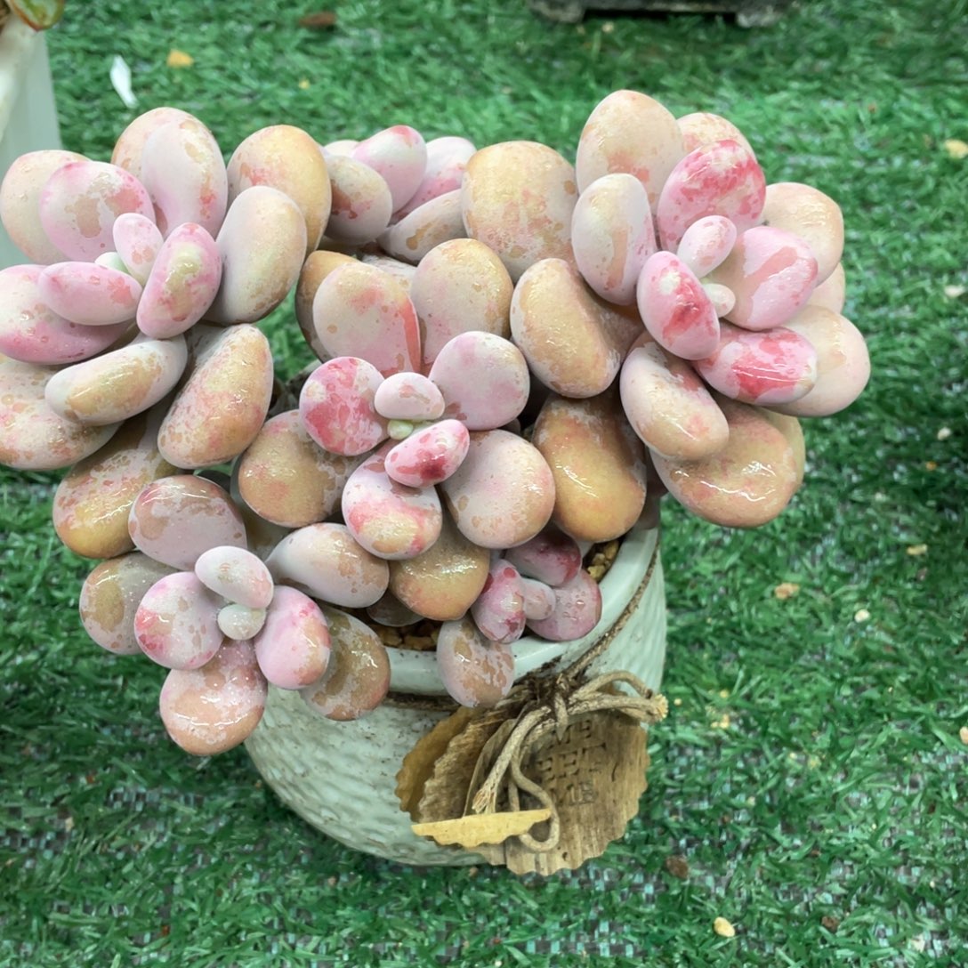 桃蛋一物一拍28包邮非偏远