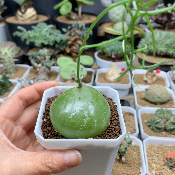 大苍角殿多肉5cm脱土