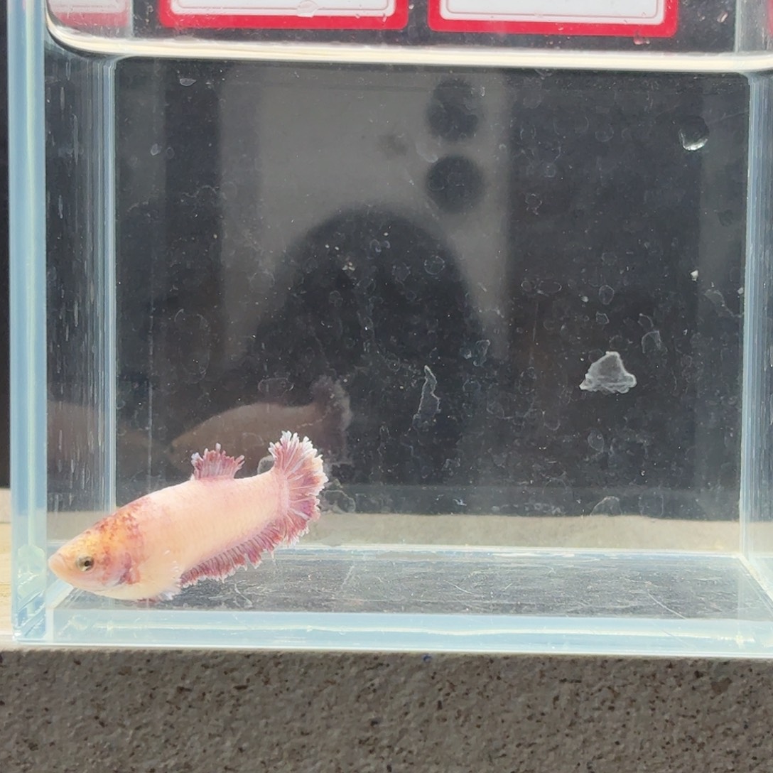 海水鱼鱼万泽水族