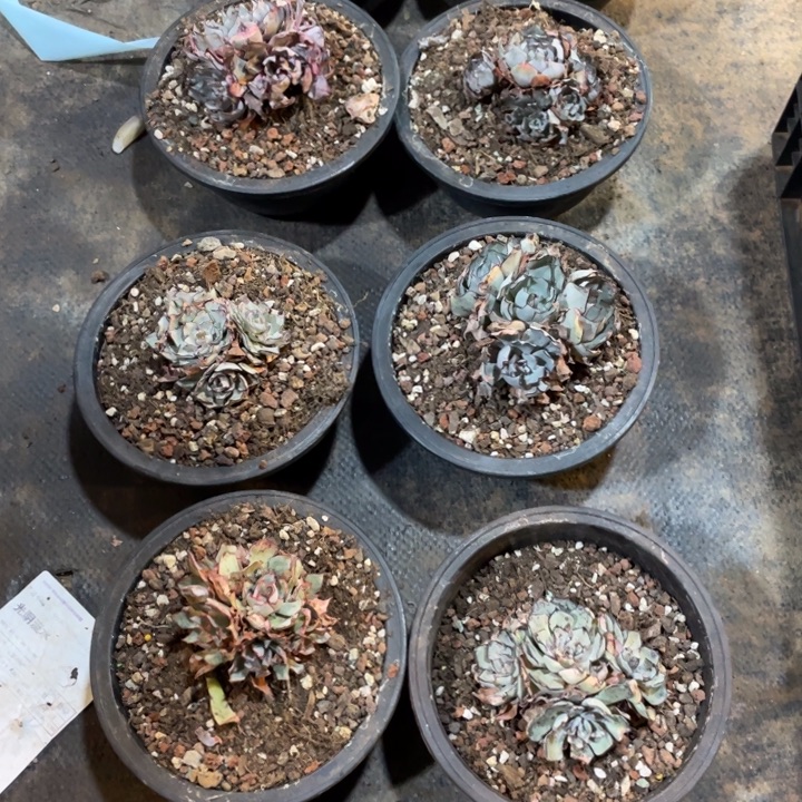 见斯诺娃4头起量拍