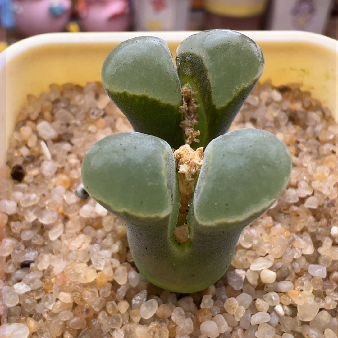 180。1802.6优选极窗 六年大母本