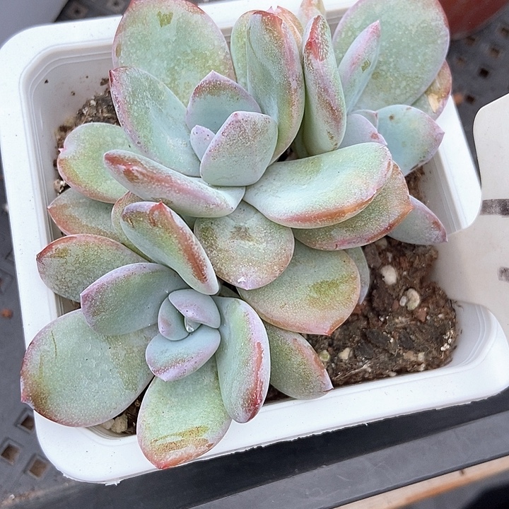 多肉植物韩版奶茶群970